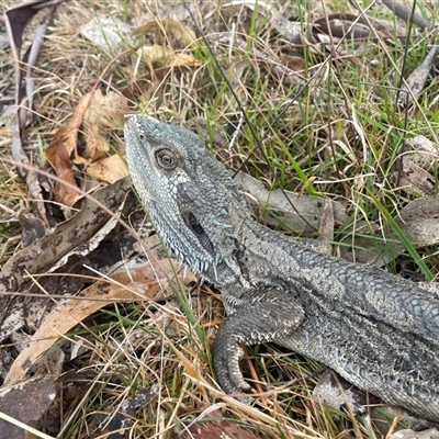 Pogona barbata (Eastern Bearded Dragon) at Nicholls, ACT - 29 Nov 2024 by LeahColebrook