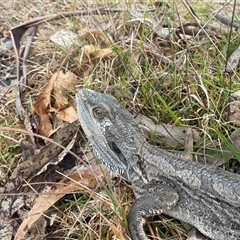 Pogona barbata at Nicholls, ACT - suppressed