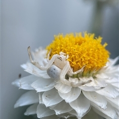 Thomisus spectabilis (Spectacular Crab Spider) at Evatt, ACT - 2 Dec 2024 by LeahColebrook