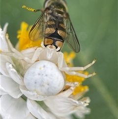 Thomisus spectabilis at Evatt, ACT - 2 Dec 2024