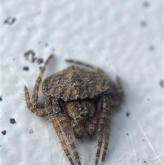 Dolophones sp. (genus) (Wrap-around spider) at Watson, ACT - 6 Dec 2024 by LeahColebrook