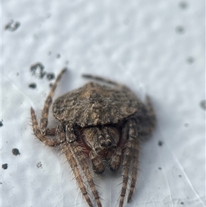 Dolophones sp. (genus) at Watson, ACT - 6 Dec 2024 08:18 AM