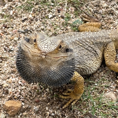 Pogona barbata (Eastern Bearded Dragon) at Acton, ACT - 1 Dec 2024 by LeahColebrook