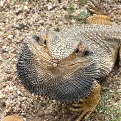 Pogona barbata at Acton, ACT - suppressed