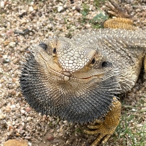 Pogona barbata at Acton, ACT - suppressed