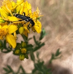 Eleale simplex (Clerid beetle) at Hall, ACT - 11 Nov 2024 by Rosie