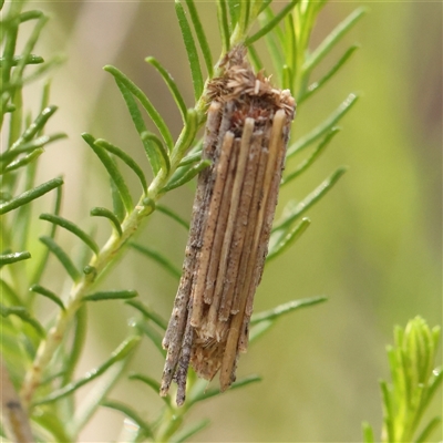 Clania lewinii & similar Casemoths (Parallel stick Case Moths) at Gundaroo, NSW - 8 Dec 2024 by ConBoekel