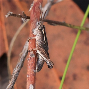 Phaulacridium vittatum at Gundaroo, NSW - 8 Dec 2024 07:41 AM