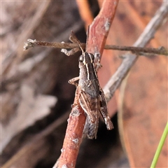 Phaulacridium vittatum at Gundaroo, NSW - 8 Dec 2024 07:41 AM