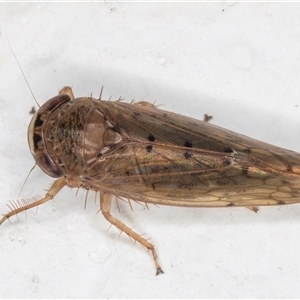 Cicadellidae (family) at Melba, ACT by kasiaaus