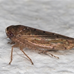 Deltocephalinae sp. (sub-family) at Melba, ACT - 8 Dec 2024 12:05 AM