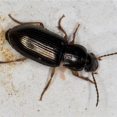 Harpalini (tribe) (Harpaline carab beetle) at Melba, ACT - 8 Dec 2024 by kasiaaus