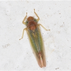 Unverified Leafhopper or planthopper (Hemiptera, several families) at Melba, ACT - 8 Dec 2024 by kasiaaus
