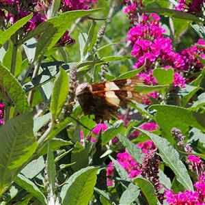 Vanessa itea (Yellow Admiral) at Braidwood, NSW by MatthewFrawley