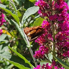 Vanessa itea at Braidwood, NSW - 10 Dec 2024