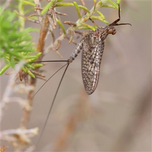 Atalophlebia (genus) (A prong-gilled mayfly) at Gundaroo, NSW by ConBoekel