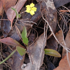 Goodenia hederacea subsp. hederacea at Gundaroo, NSW - 8 Dec 2024