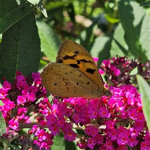 Heteronympha merope (Common Brown Butterfly) at Braidwood, NSW by MatthewFrawley