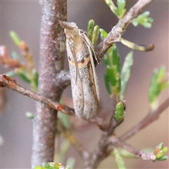 Etiella behrii (Lucerne Seed Web Moth) at Gundaroo, NSW - 7 Dec 2024 by ConBoekel