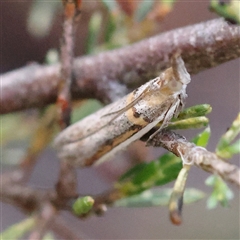 Etiella behrii at Gundaroo, NSW - 8 Dec 2024