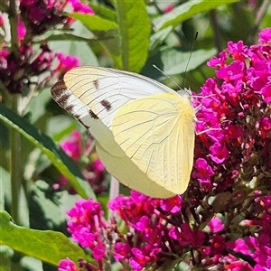 Appias paulina (Yellow Albatross) at Braidwood, NSW by MatthewFrawley