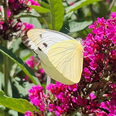 Appias paulina (Yellow Albatross) at Braidwood, NSW - 10 Dec 2024 by MatthewFrawley