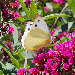 Appias paulina at Braidwood, NSW - 10 Dec 2024