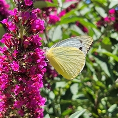 Appias paulina at Braidwood, NSW - 10 Dec 2024