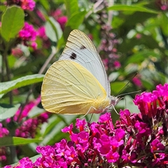 Appias paulina at Braidwood, NSW - 10 Dec 2024