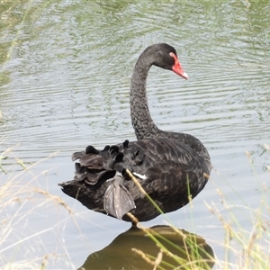 Cygnus atratus (Black Swan) at Bonython, ACT by MatthewFrawley