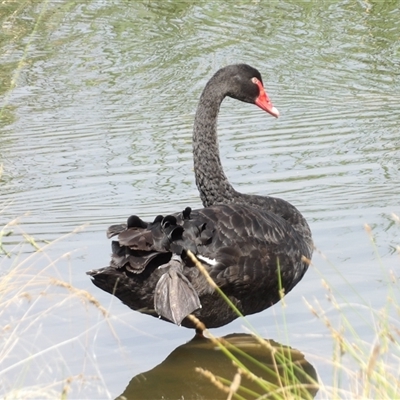 Cygnus atratus (Black Swan) at Bonython, ACT - 9 Dec 2024 by MatthewFrawley