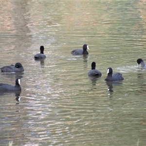 Fulica atra at Bonython, ACT - 9 Dec 2024