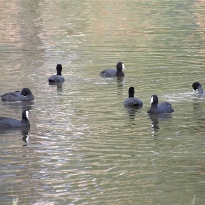 Fulica atra (Eurasian Coot) at Bonython, ACT - 9 Dec 2024 by MatthewFrawley