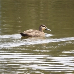 Anas superciliosa (Pacific Black Duck) at Bonython, ACT - 9 Dec 2024 by MatthewFrawley