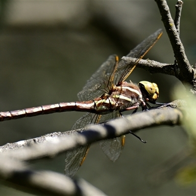 Adversaeschna brevistyla (Blue-spotted Hawker) at Holt, ACT - 10 Dec 2024 by Thurstan