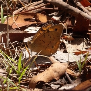 Heteronympha merope at Bonython, ACT - 9 Dec 2024 04:04 PM