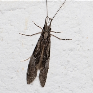 Triplectides sp. (genus) (A long-horned caddisfly) at Melba, ACT by kasiaaus