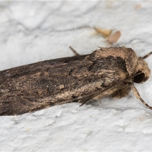 Thoracolopha argonephra at Melba, ACT - suppressed