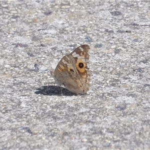 Junonia villida (Meadow Argus) at Bonython, ACT by MatthewFrawley