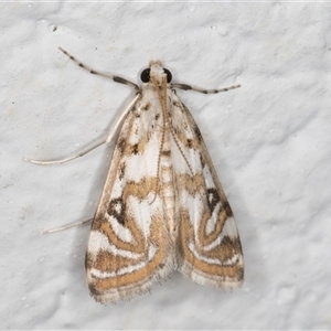 Parapoynx polydectalis (A Crambid moth (Acentropinae) at Melba, ACT by kasiaaus