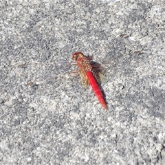 Diplacodes haematodes (Scarlet Percher) at Bonython, ACT - 9 Dec 2024 by MatthewFrawley