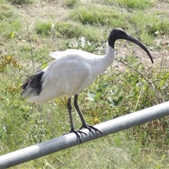 Threskiornis molucca at Bonython, ACT - 9 Dec 2024 by MatthewFrawley