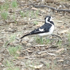 Grallina cyanoleuca at Bonython, ACT - 9 Dec 2024 by MatthewFrawley