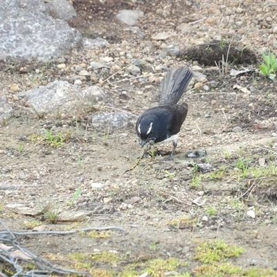 Rhipidura leucophrys (Willie Wagtail) at Bonython, ACT - 9 Dec 2024 by MatthewFrawley