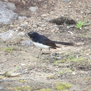 Rhipidura leucophrys at Bonython, ACT - 9 Dec 2024 04:40 PM