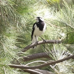 Grallina cyanoleuca (Magpie-lark) at Bonython, ACT - 9 Dec 2024 by MatthewFrawley