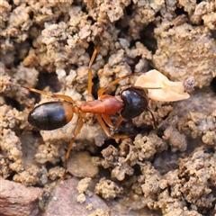 Camponotus consobrinus (Banded sugar ant) at Gundaroo, NSW - 7 Dec 2024 by ConBoekel