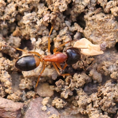 Camponotus consobrinus (Banded sugar ant) at Gundaroo, NSW - 8 Dec 2024 by ConBoekel