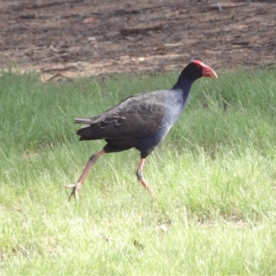 Porphyrio melanotus (Australasian Swamphen) at Bonython, ACT - 9 Dec 2024 by MatthewFrawley