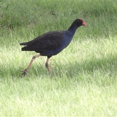 Porphyrio melanotus at Bonython, ACT - 9 Dec 2024 04:47 PM